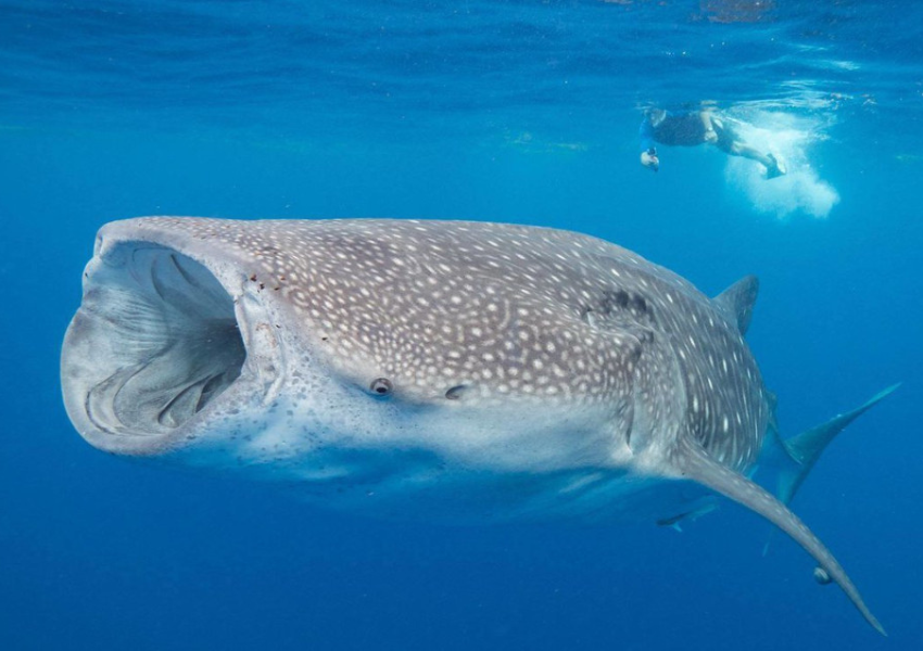 Swimming with whale sharks in cancun viator tour pediatravel